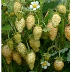 nasiona owoców Poziomka Yellow Wonder swikx236